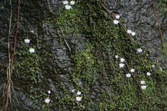 Utricularia striatula